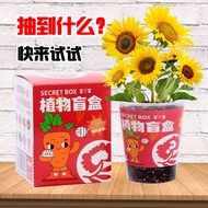 Plant mysterry box germination seed box Children planting small potted blind box mini farmland kindergarten school growt