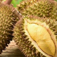 MANTAB durian montong utuh REDAY STOK TERBATAS