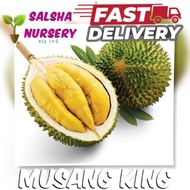 🔥💥 Pokok D197 MUSANGKING | Durian pokok rendah