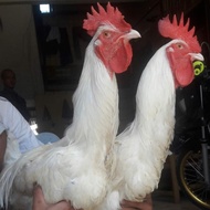 Jago Pacek Ayam Pelung Jumbo Kokok Asli Original Tukang Kawin
