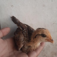 Anakan Ayam Hutan Hijau Betina 2 Ekor
