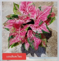 บอนสี อสงไขย ส่งเป็นต้น(ขนาดกระถาง 4 นิ้ว)ต้นแข็งแรงฟอร์มสวย