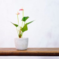 【室內盆栽】迷你粉紅火鶴 觀葉植物 植栽 開幕送禮 升遷送禮