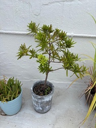 盆栽植物 琴葉榕 檸檬樹 海葡萄