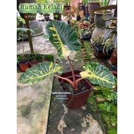 Alocasia New Guinea Gold Pink🍁steam/ Keladi 916 Rare plant🪴
