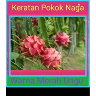 READY STOCK [ keratan dragon fruit isi merah] keratan Pokok Naga