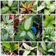 Aglaonema different varieties (live and stable)