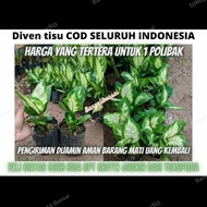 Tanaman hias aglonema diven tisu tanaman hias murah