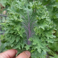 เมล็ดพันธุ์ ผักเคล ( Kale Seed ) หรือ ผักคะน้าใบหยัก เคล / Siberian Kale ไซบีเรียน / แดงรัสเซีย Red