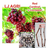 Rooted GRAPES CUTTINGS RED CARDINAL w/ roots Grape cutting Brazillian Hybrid Black Ribier seedlings