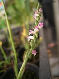 妞妞花園 盤龍參 綬草 龍抱柱 盤龍草 清明草 裸根（花季過後會休眠，葉子陸續枯黃喔）