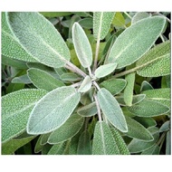 Fresh Sage Fresh Sage Leaves 100g
