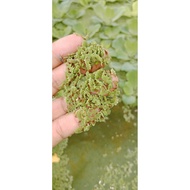 Azolla/genjer atau paku rawan/kiambang