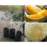 Anak Pokok Durian Musang King D197 (Kahwin)