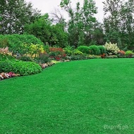 Lawn Grass Seed Slope Protection Dogtooth Root Manila Evergreen All-Season Courtyard Carpet Turf Gre