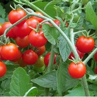Company product F1 Dwarf Cherry Tomato seeds