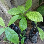 Anak Pokok Tarap sabah