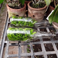 Ready Anggrek Botol Botolan Dendrobium Keriting Bukan Anggrek Bulan