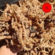Sphagnum Moss Chilean 7A Long Fibre (5 Litre) Lumut Sphagnum Berkualiti Tinggi 7A 7星智利水苔