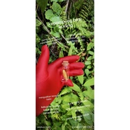 kepompong sarang besi kuning asli 100%