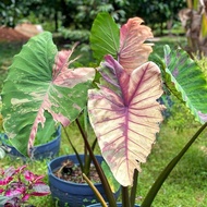 Colocasia First Pink | JPlan