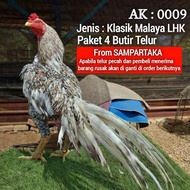 Mantap Ayam Bangkok Ekor Lidi Hias Telur Paket 4 Butir