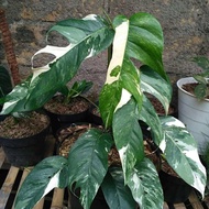 Epipremnum varigata