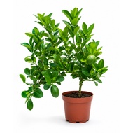 Lemon Tree Live Plant Citrus Fruit Tree Outdoor Garden Plant