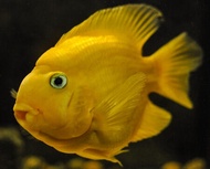 Yellow Yuan Bao Parrot