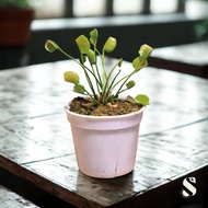 Dionaea Muscipula "Korean Melody Shark" Venus Fly Trap, Terrarium, Paludarium, Vivarium, Garden Deco