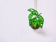 窗孔龜背芋苔球│板植│室內植物│窗邊植物│觀葉植物