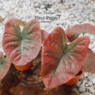 Caladium Gerhana Keladi Merah gelap cantik hybrid  The Plant Project