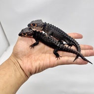 CROCODILE SKINK RED EYE LUCU HARGA PALING TERMURAH !!!