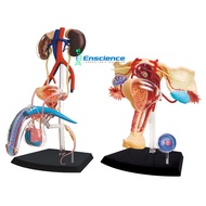 4D MASTER STEM Male Reproductive & Urinary System, Female Reproductive Anatomy Model for Science MBB