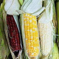 JAGUNG MANIS 100% CAMERON HIGHLAND  / SUSU MUTIARA PULUT
