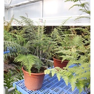 Silver Back Dixie Fern Pokok Paku Pakis Hiasan batang hitam ( pokok hidup )