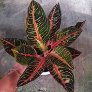 aglonema red sumatra