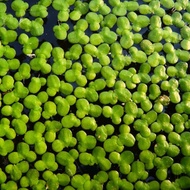 Duckweed tumbuhan akuatik (Satu sudu besar) Water Plant Aquarium Plant / Tumbuhan Akuarium/Pokok Air
