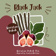 Keratan Batang Pokok Tin / BlackJack / Fig Cuttings