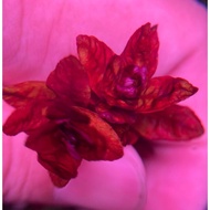 (D.O.A) Rotala Macrandra "Mini Type 4 (rareplant) (AquaticLifeStudio)