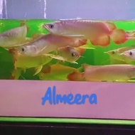 Arwana Arowana Super Red Chili Blood Red 25 Cm Terlaris