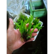 Kadaka / Java Vern - Aquascape Plant: