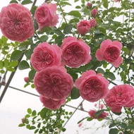 [Local Seller]Qingyun Yiren Rose Seedlings Climbing Vine Big Flower Seedlings Flower Chinese Rose Alch Rose Seedlings Cl