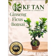 KF TAN - {LIVE PLANT} Ginseng Ficus Bonsai | 人参榕 | Ficus microcarpa 'Ginseng' | Tropical Houseplant
