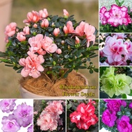 Singapore Ready Stock 50pcs Mixcolor Rhododendron Seeds for Planting Azalea Plant Potted Rhododendro
