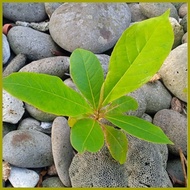 ➔ ☜ ▙ African Talisay seedling(1 pc.)