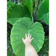 Colocasia Gigantea Plant “Thailand Giant” , 1 unit - JKPETHOME