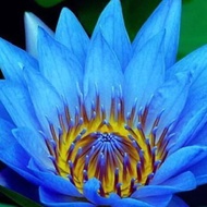 5 เมล็ด เมล็ดบัว ดอกสีฟ้า ดอกเล็ก พันธุ์แคระ จิ๋ว ของแท้ 100% เมล็ดพันธุ์บัวดอกบัว ปลูกบัว เม็ดบัว สวนบัว บัวอ่าง Lotus seed
