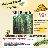 Benih Kubis Baby Brussel Sprout 50pcs+- Baby Cabbage seed 孢子甘蓝种子 biji benih sayur sayuran 水果植物蔬菜 種子 