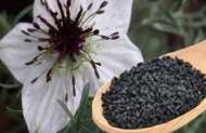 100GR HABATUSAUDAH /HERBAL HABATUSAUDAH /JINTEN HITAM//TAMAN ASRI SHOP